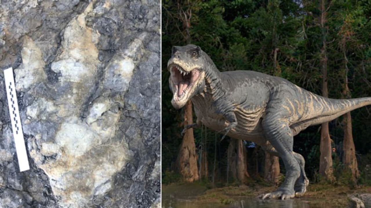 ബീച്ചില് നടക്കാനിറങ്ങിയ യുവതി കണ്ടെത്തിയത് 166 ദശലക്ഷം വര്ഷങ്ങള് പഴക്കമുള്ള ദിനോസറിന്റെ കാല്പാട് ബീച്ചില് നടക്കാനിറങ്ങിയ യുവതി കണ്ടെത്തിയത് 166 ദശലക്ഷം വര്ഷങ്ങള് പഴക്കമുള്ള ദിനോസറിന്റെ കാല്പാട്