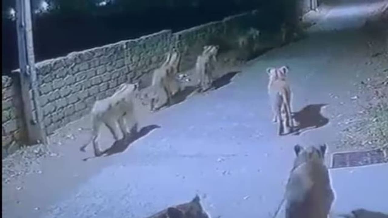 തെരുവിൽ സ്വൈര്യവിഹാരം നടത്തി സിംഹക്കൂട്ടം; സിസിടിവി ദൃശ്യങ്ങൾ കണ്ട് ഞെട്ടി നാട്ടുകാർ