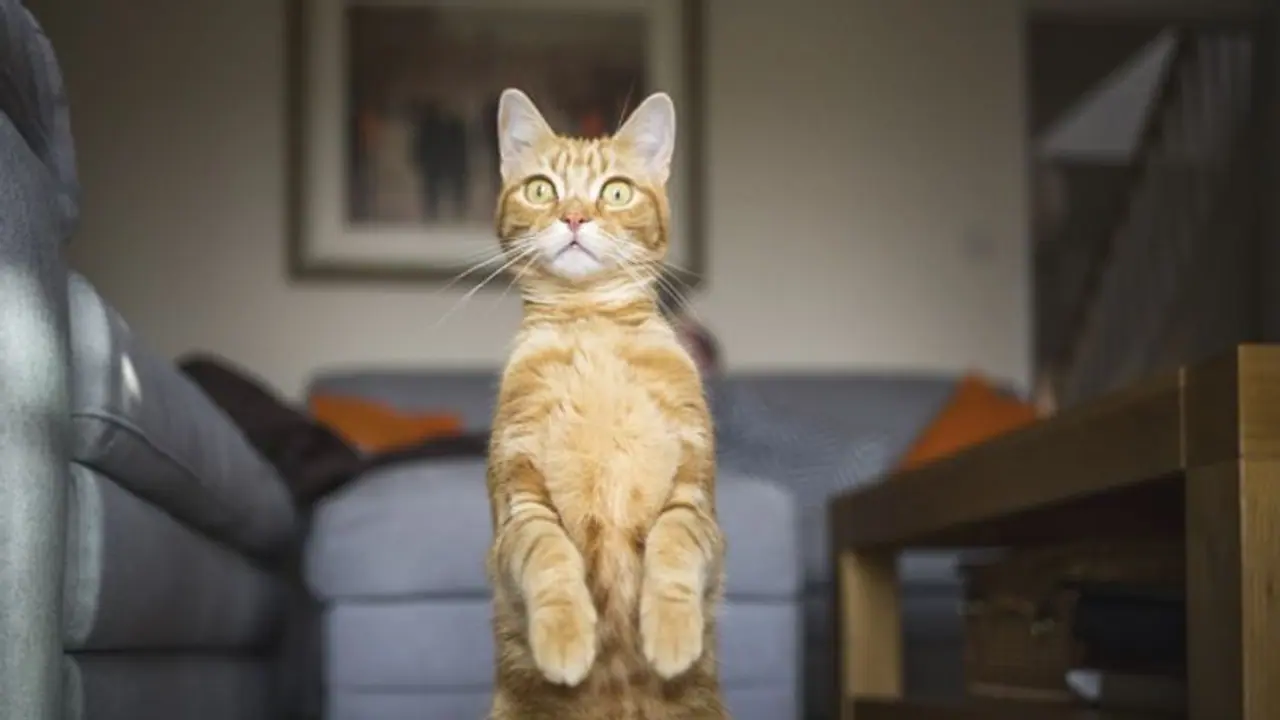 Vietnam Police find over 2,000 dead cats, 480 live animals intended for traditional medicine; check details Vietnam Police find over 2,000 dead cats, 480 live animals intended for traditional medicine; check details