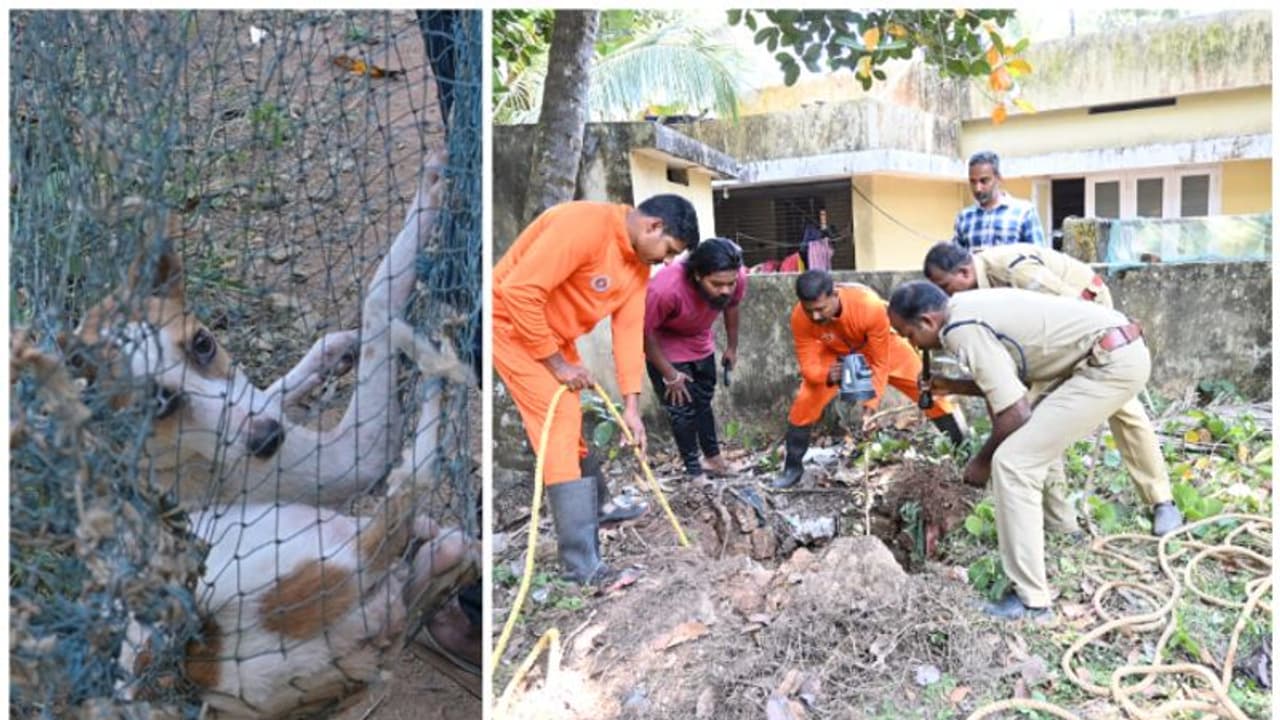 ഒരാഴ്ചയിലേറെയായി പൊട്ടക്കിണറ്റിൽ അകപ്പെട്ട് കിടന്ന തെരുവ് നായക്ക് ഒടുവിൽ മോചനം ഒരാഴ്ചയിലേറെയായി പൊട്ടക്കിണറ്റിൽ അകപ്പെട്ട് കിടന്ന തെരുവ് നായക്ക് ഒടുവിൽ മോചനം