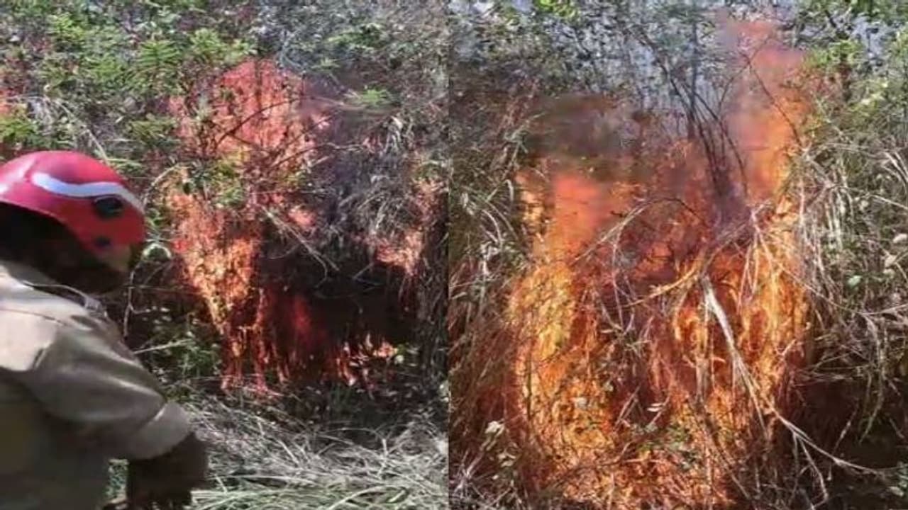 പാലോട് ഇടിഞ്ഞാർ വനത്തിൽ കാട്ടുതീ, 50 ഏക്കർ കത്തിനശിച്ചു, ഫയർ ഫോഴ്സ് വാഹനത്തിന് പ്രവേശിക്കാനാകുന്നില്ല