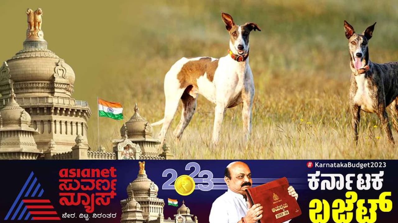 Karnataka Budget 2023:ಮುಧೋಳ ಶ್ವಾನ ತಳಿ ಅಭಿವೃದ್ಧಿಗೆ 5 ಕೋಟಿ ರೂ. ಅನುದಾನ