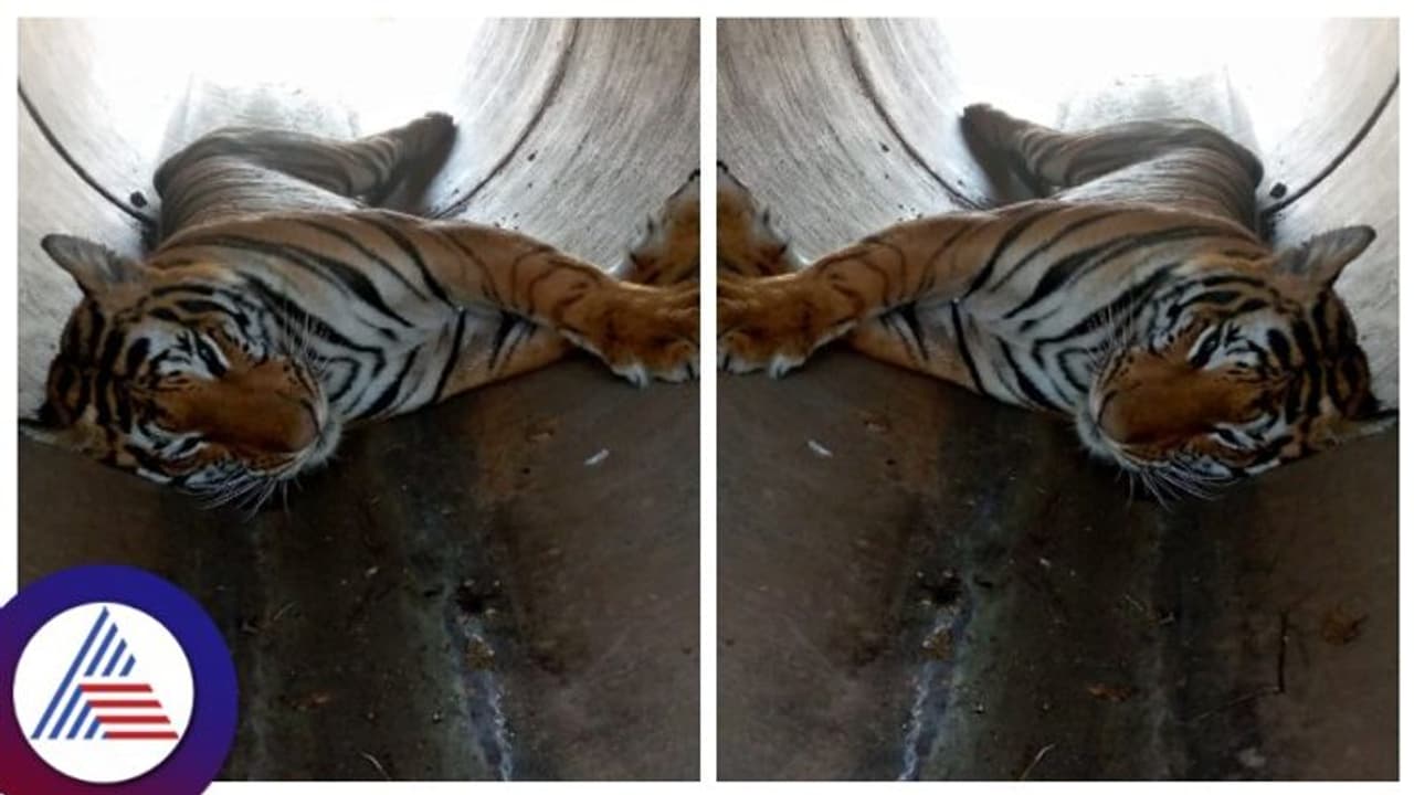 ತುಮಕೂರು ಅರಣ್ಯ ಇಲಾಖೆಗೆ ತಲೆ‌ ಬಿಸಿ ತಂದ ಹುಲಿ ಸಾವು ಪ್ರಕರಣ, ಸತ್ತಿರುವುದು ಹೊರ ರಾಜ್ಯದ ಹುಲಿ ಸಾಧ್ಯತೆ?