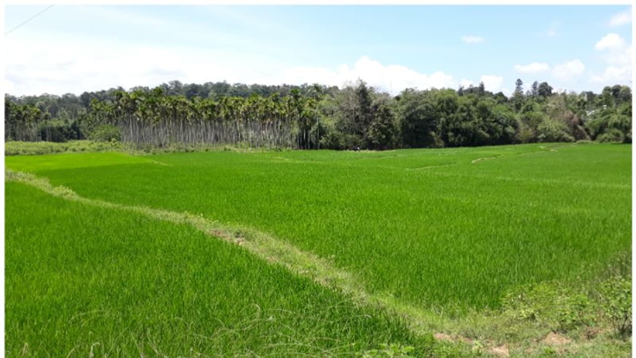 നെല്ലിന് പണം വാങ്ങി കൃഷി ചെയ്യുന്നത് വാഴയും കവുങ്ങും! ഓപ്പറേഷന്‍ റൈസ് ബൗളില്‍ കുടുങ്ങി കര്‍ഷകര്‍