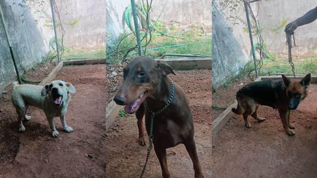 ഇനിയില്ല 'തടവറ'; റാണി, ബ്രൂണി, ബ്രൂണോ ഒടുവില്‍ ജയിലില്‍ നിന്നും വീട്ടിലേയ്ക്ക് !