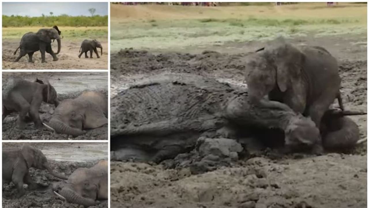 ചെളിക്കുഴിയിൽ അകപ്പെട്ട അമ്മയുടെ അടുത്ത് നിന്ന് മാറാതെ കുട്ടിയാന; സ്നേഹപ്രകടത്തില്‍ അന്തം വിട്ട് നെറ്റിസണ്‍ 