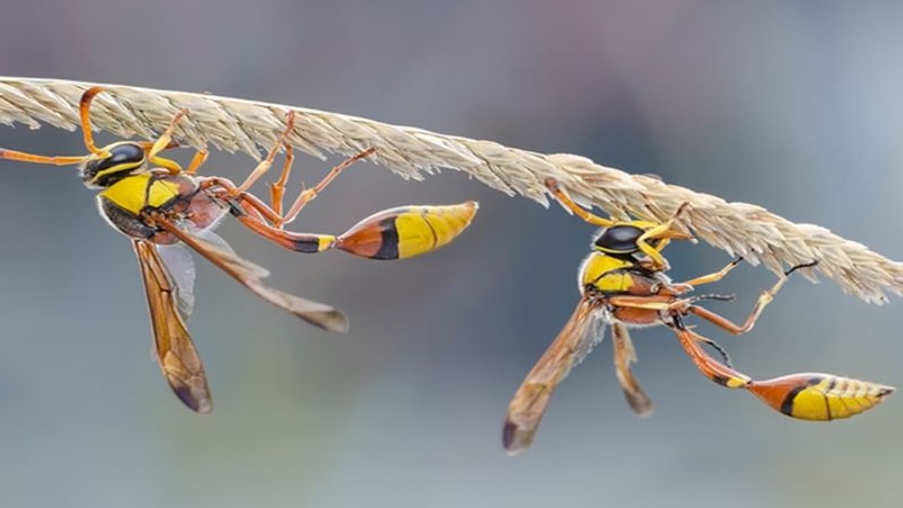 മൂവാറ്റുപുഴയിൽ കടന്നൽ ആക്രമണം: ഏഴ് പേര്ക്ക് പരിക്കേറ്റു മൂവാറ്റുപുഴയിൽ കടന്നൽ ആക്രമണം: ഏഴ് പേര്ക്ക് പരിക്കേറ്റു