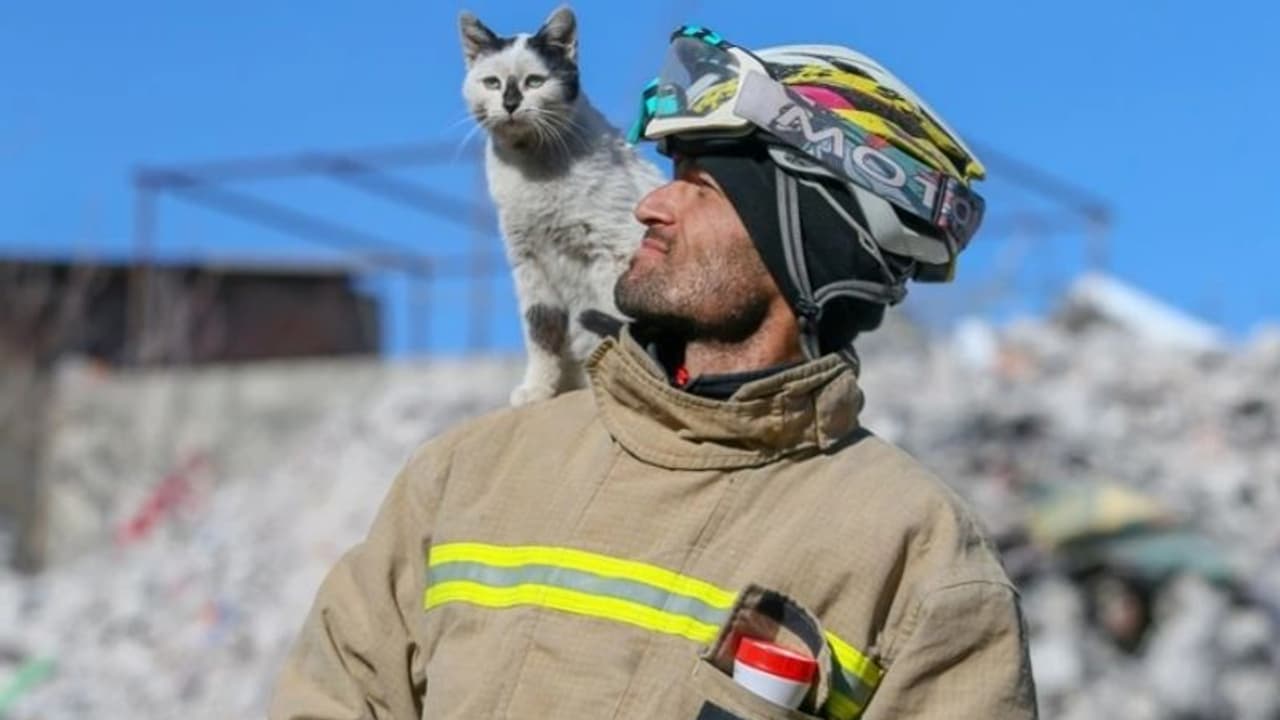 ഭൂകമ്പത്തില് നിന്ന് രക്ഷപ്പെടുത്തിയ ആളെ വിട്ടുപോകാതെ പൂച്ച; ഒടുവില് ദത്ത്... ഭൂകമ്പത്തില് നിന്ന് രക്ഷപ്പെടുത്തിയ ആളെ വിട്ടുപോകാതെ പൂച്ച; ഒടുവില് ദത്ത്...