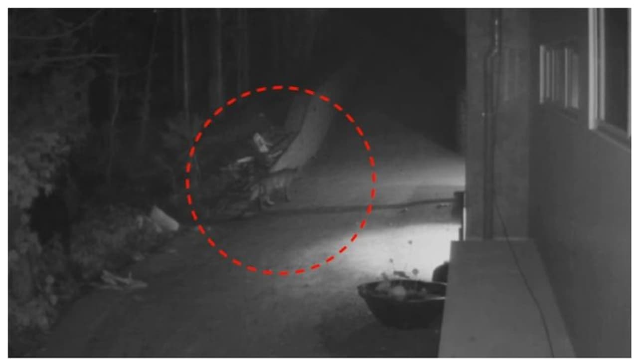 പുൽപ്പള്ളിയില് കടുവ സാന്നിധ്യം: സിസിടിവി ദൃശ്യങ്ങൾ പുറത്ത്, കാര് യാത്രികയും കടുവയെ കണ്ടു പുൽപ്പള്ളിയില് കടുവ സാന്നിധ്യം: സിസിടിവി ദൃശ്യങ്ങൾ പുറത്ത്, കാര് യാത്രികയും കടുവയെ കണ്ടു