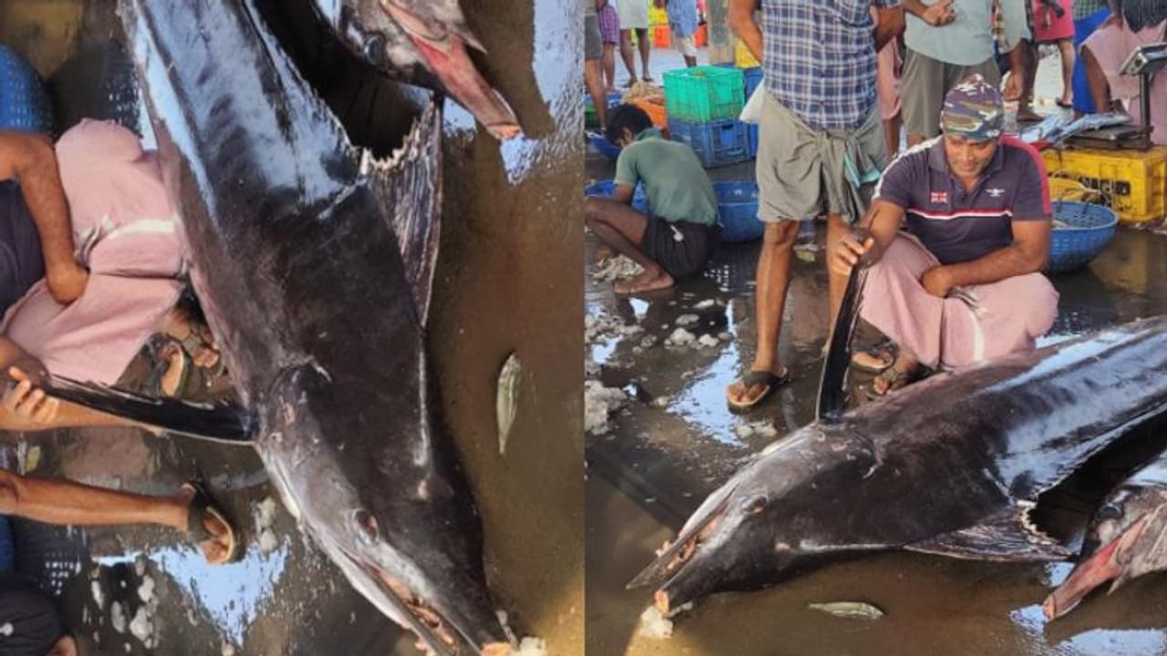 500 കിലോ തൂക്കം, കൂറ്റന് 'കട്ട കൊമ്പനെ' വലയില് കുരുക്കി പൊന്നാനിയിലെ മത്സ്യത്തൊഴിലാളികള് 500 കിലോ തൂക്കം, കൂറ്റന് 'കട്ട കൊമ്പനെ' വലയില് കുരുക്കി പൊന്നാനിയിലെ മത്സ്യത്തൊഴിലാളികള്