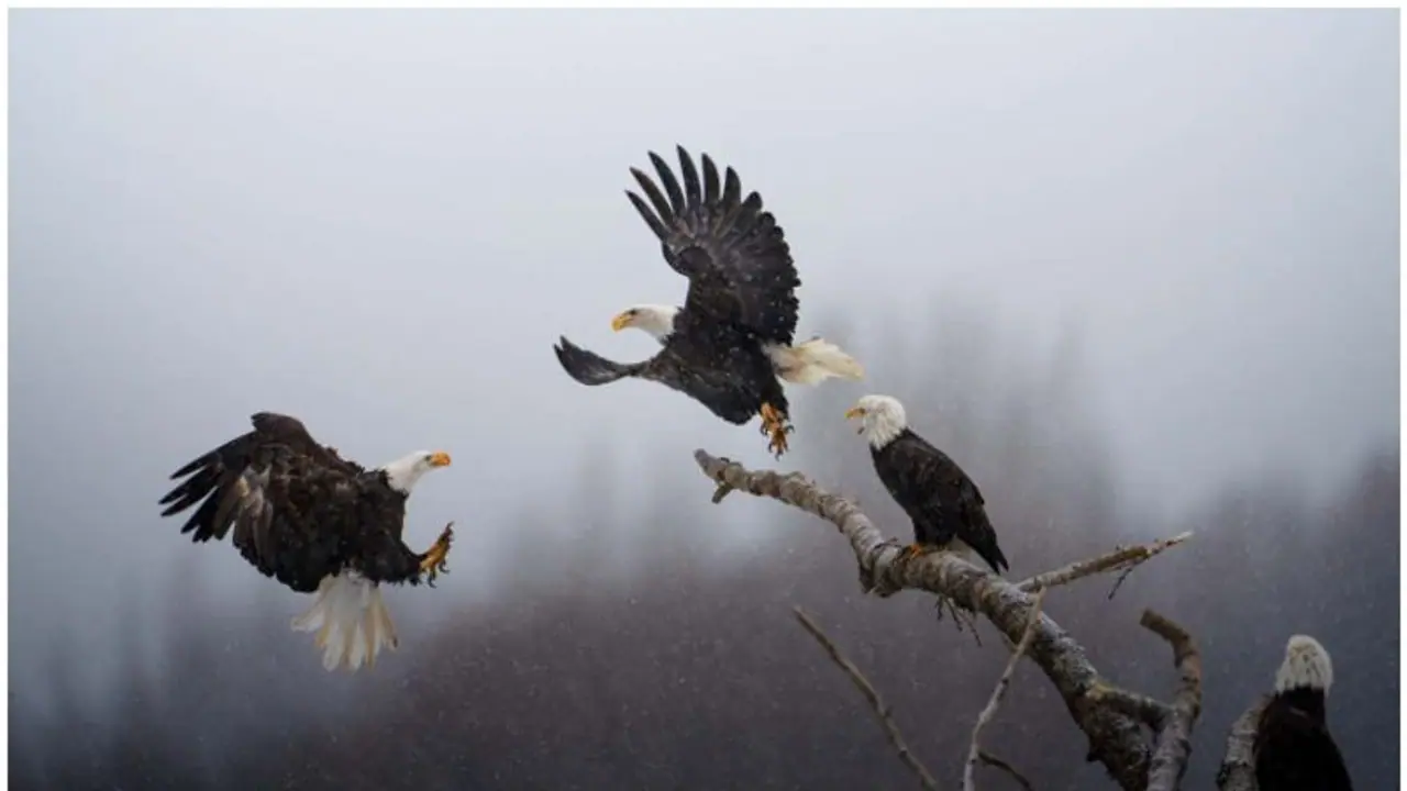 കാര്‍ത്തിക് സുബ്രഹ്മണ്യന് നാഷണല്‍ ജിയോഗ്രാഫിക്ക് പിക്ചേഴ്സ് ഓഫ് ദ ഇയര്‍ അവാര്‍ഡ് 