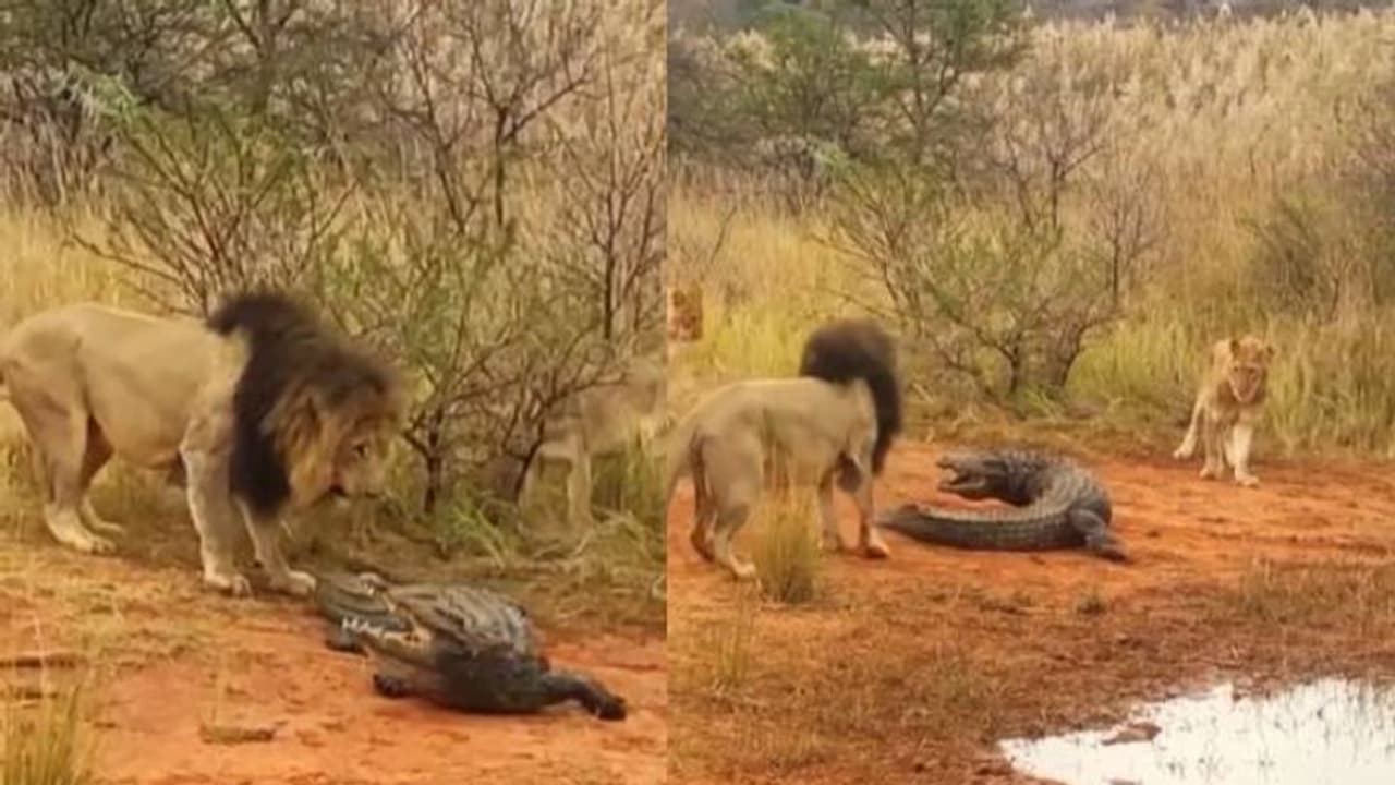 മുതലയെ വെള്ളത്തിലേക്കിറങ്ങാൻ വിടാതെ കടിച്ചുവലിച്ച് സിംഹം, മുതലയുടെ പ്രതികരണം ഇങ്ങനെ... മുതലയെ വെള്ളത്തിലേക്കിറങ്ങാൻ വിടാതെ കടിച്ചുവലിച്ച് സിംഹം, മുതലയുടെ പ്രതികരണം ഇങ്ങനെ...