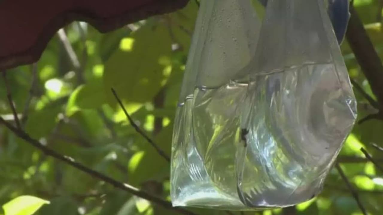 പ്ലാസ്റ്റിക് കവറില്‍ വെള്ളമൊഴിച്ച് തൂക്കിയാല്‍ ഈച്ച ശല്യം കുറയുമോ?