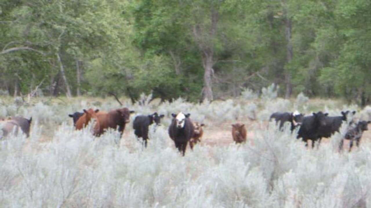 അലഞ്ഞുതിരിയുന്ന പശുക്കളെ വെടിവച്ചു കൊല്ലാൻ ഒരുങ്ങി അമേരിക്ക; പ്രതിഷേധം ശക്തം
