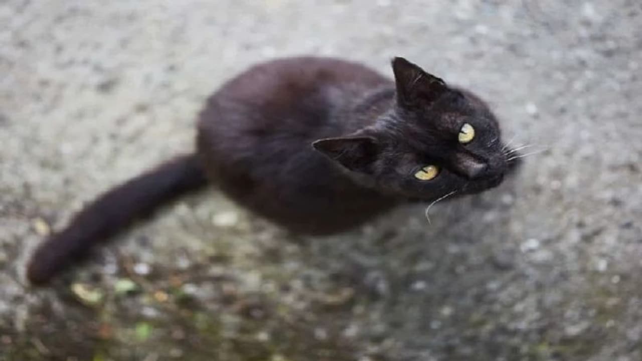 மக்கள் காலம்காலமாய் நம்பி வரும் சில மூடநம்பிக்கைகள்... உண்மையா? இல்லையா? விளக்குகிறது இந்த செய்தித்தொகுப்பு!!