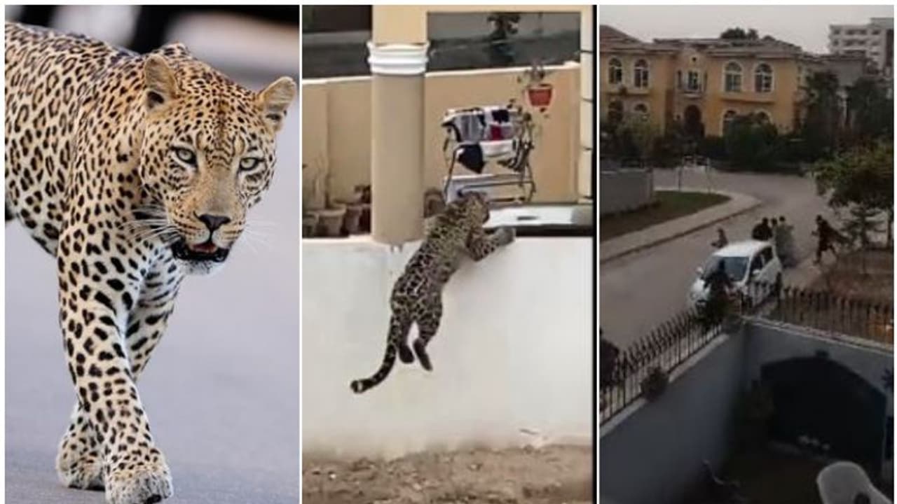 വീട്ടിൽ വളർത്തിയ പുലി മതിലുചാടി നഗരത്തിലിറങ്ങി, 6 മണിക്കൂ‍ർ റോഡിൽ പരാക്രമം, പിടിവീണു; ഉടമയെ കണ്ടെത്താനായില്ല