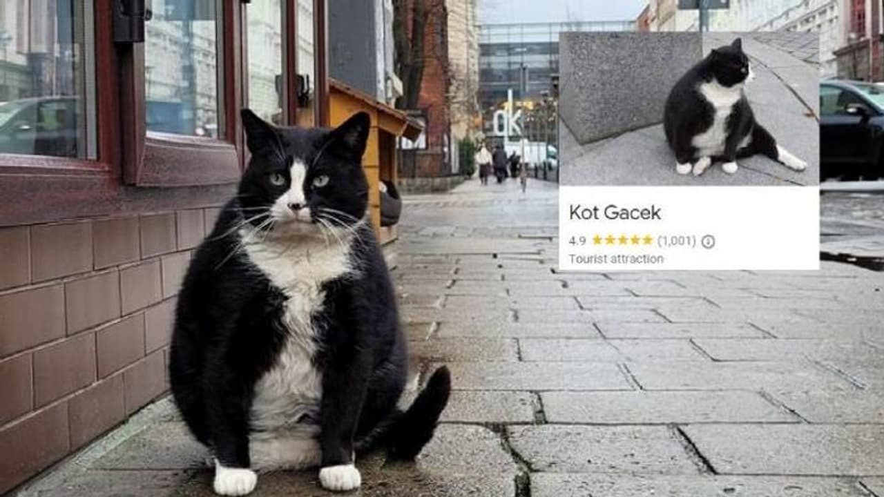 ഈ പൂച്ചയെ കാണാൻ അടുത്ത രാജ്യത്ത് നിന്നുവരെ ആളുകളെത്തുന്നു!