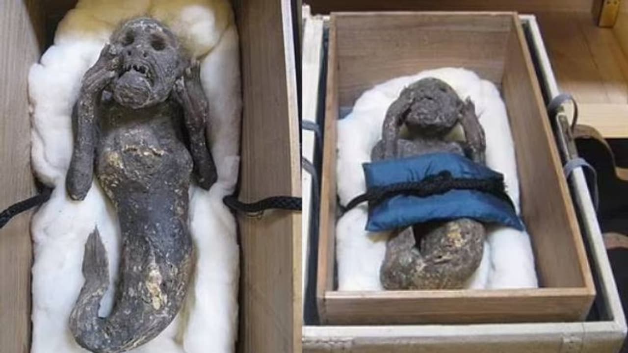 അലറുന്ന മനുഷ്യന്റെ മുഖം, അടിഭാഗം മത്സ്യസദൃശ്യം, 'മത്സ്യകന്യക മമ്മി'യുടെ രഹസ്യം കണ്ടെത്തിയത് ഇങ്ങനെ അലറുന്ന മനുഷ്യന്റെ മുഖം, അടിഭാഗം മത്സ്യസദൃശ്യം, 'മത്സ്യകന്യക മമ്മി'യുടെ രഹസ്യം കണ്ടെത്തിയത് ഇങ്ങനെ