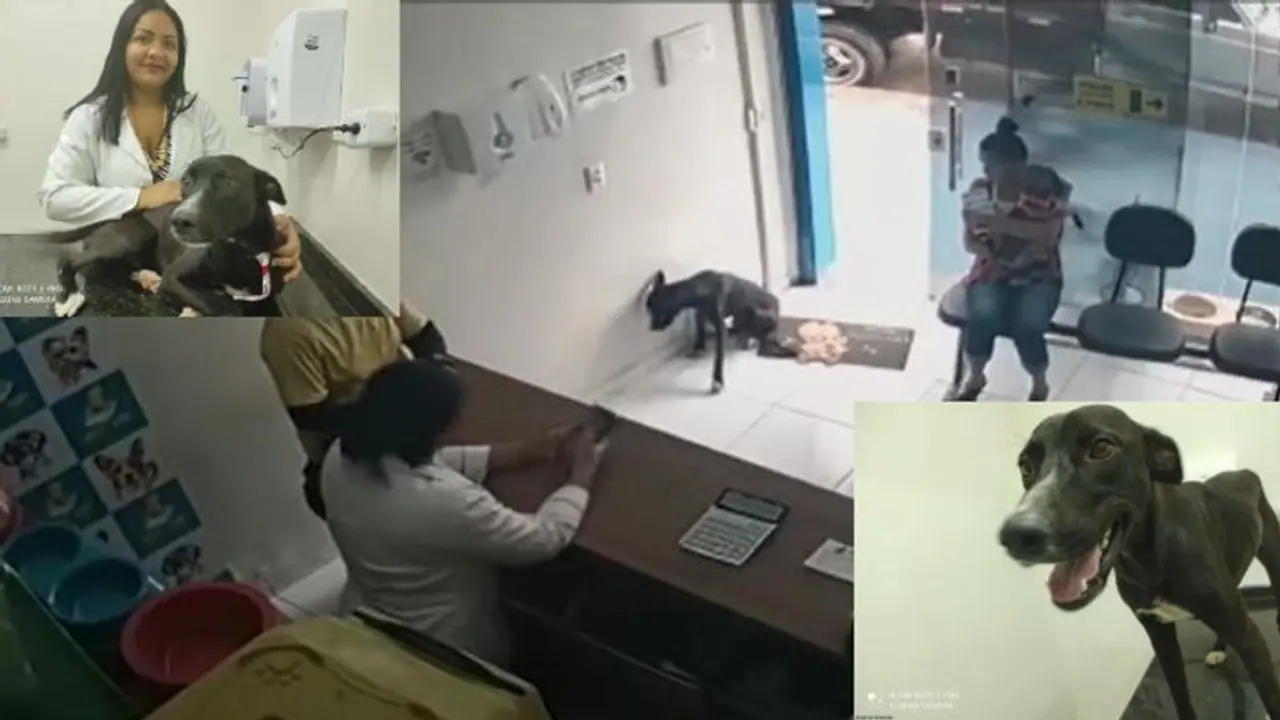 ಗಾಯಗೊಂಡು ಚಿಕಿತ್ಸೆಗಾಗಿ ಪಶು ಆಸ್ಪತ್ರೆಗೆ ಬಂದ ಬೀದಿನಾಯಿ: ಅಪರೂಪದ ದೃಶ್ಯ ಸಿಸಿಟಿವಿಯಲ್ಲಿ ಸೆರೆ