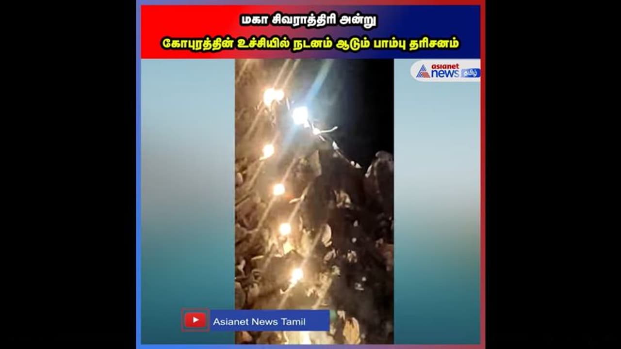 மகாசிவராத்திரியில் கோபுரத்தின் உச்சியில் நடனமாடிய நாக பாம்பு; பக்தர்கள் பரவசம் மகாசிவராத்திரியில் கோபுரத்தின் உச்சியில் நடனமாடிய நாக பாம்பு; பக்தர்கள் பரவசம்