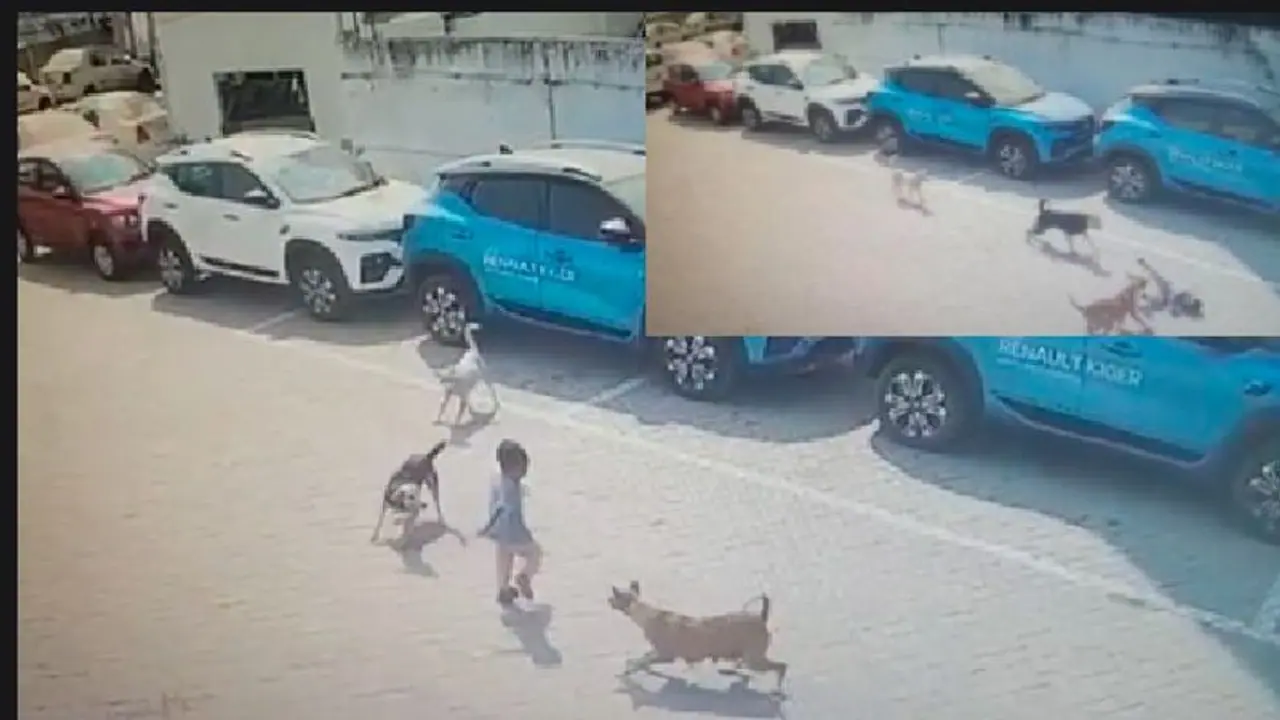 ಬೀದಿನಾಯಿಗಳ ದಾಳಿಗೆ 5 ವರ್ಷದ ಬಾಲಕ ಬಲಿ: ಸಿಸಿಟಿವಿಯಲ್ಲಿ ಭಯಾನಕ ದೃಶ್ಯ ಸೆರೆ ಬೀದಿನಾಯಿಗಳ ದಾಳಿಗೆ 5 ವರ್ಷದ ಬಾಲಕ ಬಲಿ: ಸಿಸಿಟಿವಿಯಲ್ಲಿ ಭಯಾನಕ ದೃಶ್ಯ ಸೆರೆ