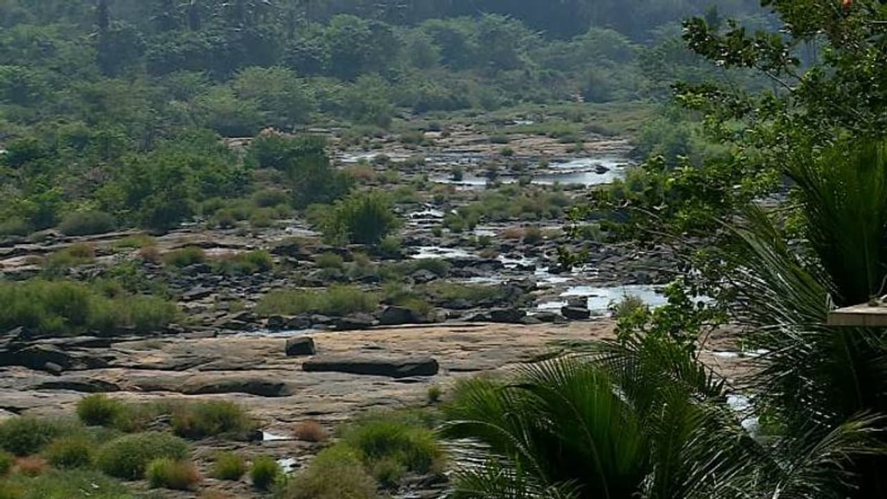 വറ്റി വരണ്ട് ചാലക്കുടിപ്പുഴ, ജലസേചനം പ്രതിസന്ധിയിൽ, പരിഹാരം വേണമെന്ന് കർഷകർ വറ്റി വരണ്ട് ചാലക്കുടിപ്പുഴ, ജലസേചനം പ്രതിസന്ധിയിൽ, പരിഹാരം വേണമെന്ന് കർഷകർ
