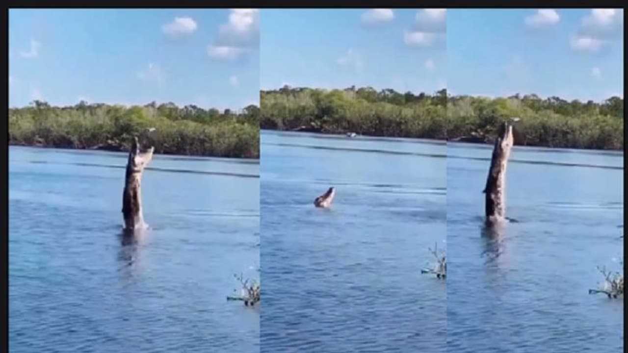 ಹಾರುತ್ತಿದ್ದ ಡ್ರೋಣ್ ಹಿಡಿಯಲು ನೀರಿನಿಂದ ನೆಗೆದ ಮೊಸಳೆ: ಅಪರೂಪದ ವಿಡಿಯೋ ನೋಡಿ