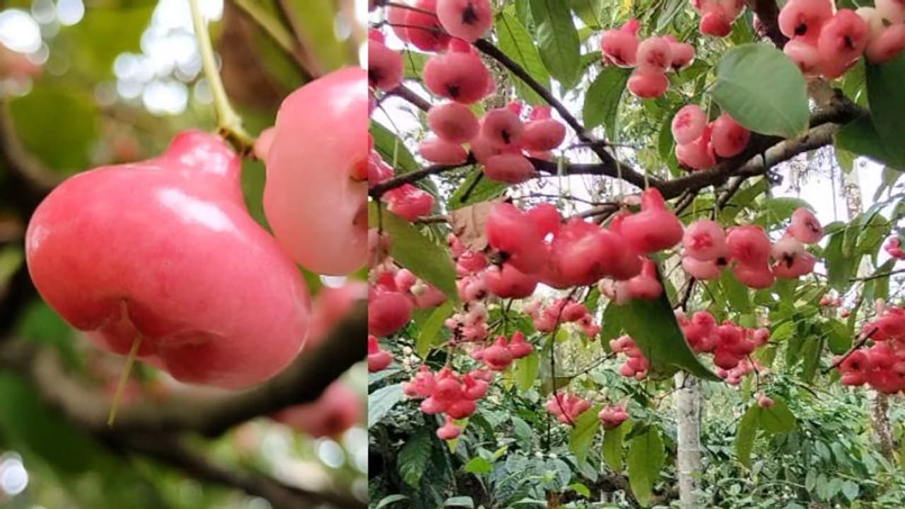 'ഇലകള് കാണാത്ത വിധം ചുവന്നു തുടുത്തങ്ങനെ നിൽക്കുന്നു', ആരുമാരും ചാമ്പയ്ക്ക കഴിക്കുന്നില്ലേ...? വയനാടന് കാഴ്ച 'ഇലകള് കാണാത്ത വിധം ചുവന്നു തുടുത്തങ്ങനെ നിൽക്കുന്നു', ആരുമാരും ചാമ്പയ്ക്ക കഴിക്കുന്നില്ലേ...? വയനാടന് കാഴ്ച