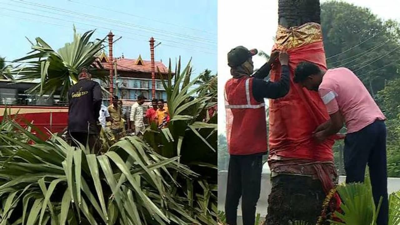 യക്ഷി വസിക്കുന്നതെന്ന് വിശ്വാസം; ദേശീയപാതാ വികസനത്തിനായി ആലപ്പുഴയിലെ ഒറ്റപ്പന മുറിച്ചുമാറ്റി