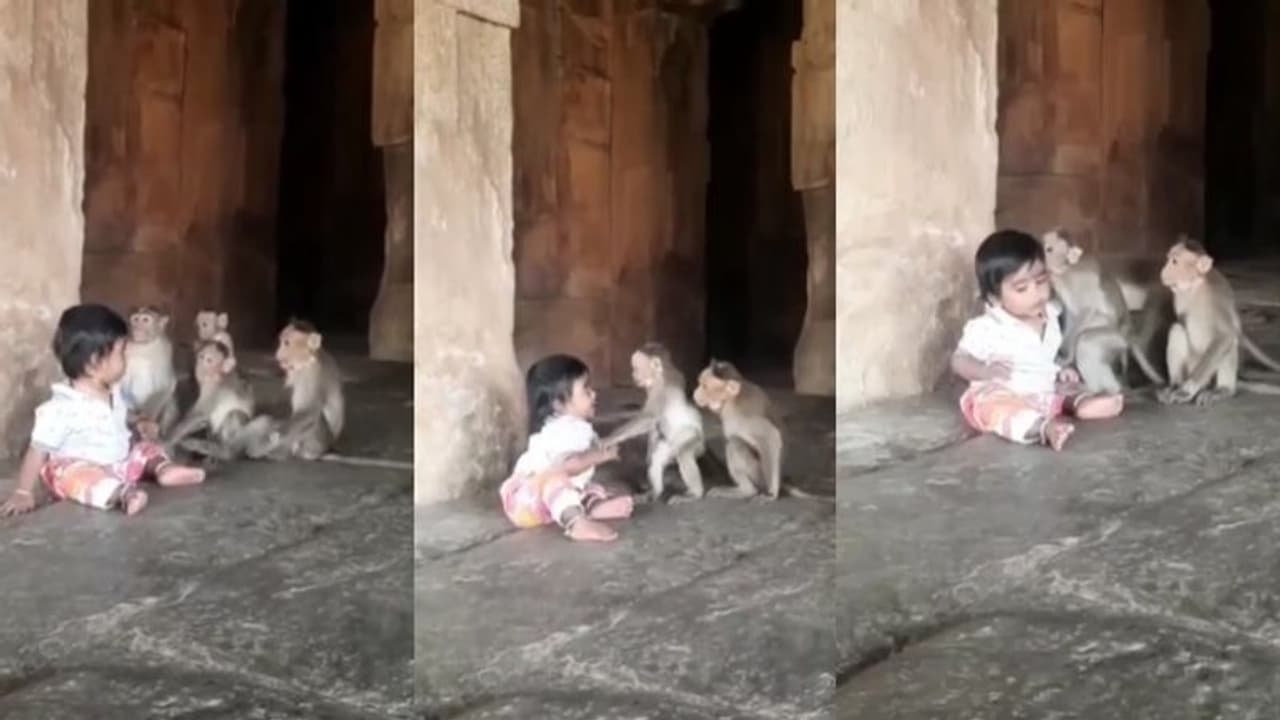 ಈ ಸಂಭಾಷಣೆ... ಮಗುವಿನ ಮಾತಿಗೆ ತಲೆದೂಗಿದ ವಾನರರು: ವಿಡಿಯೋ ನೋಡಿ