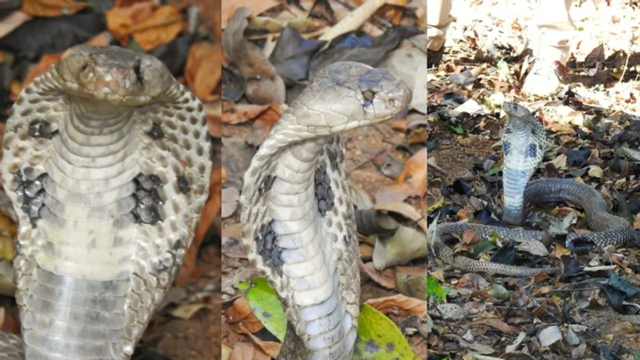 Karwar: ಮುಂಗುಸಿಯೊಂದಿಗೆ ಕಾದಾಡಿ ಕಣ್ಣು ಕಳೆದುಕೊಂಡ ನಾಗರ ಹಾವು: ಒಂಟಿ ಕಣ್ಣಿನ ನಾಗರ ಹಾವಿಗೆ ಕುಳಿಯುಂಟು ಕಣ್ಣಿಲ್ಲ