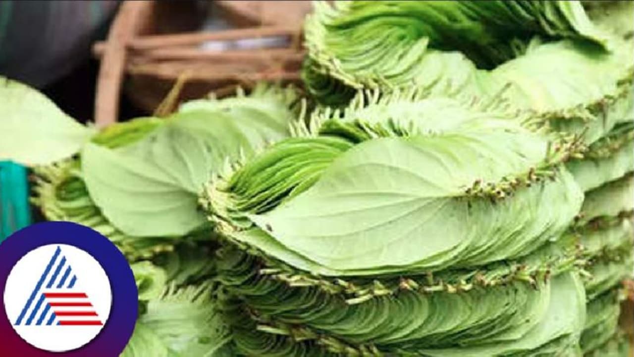 Haveri News: ಗಗನಕ್ಕೇರಿದ ಬೆಲೆ; ಗ್ರಾಹಕರ ಬಾಯಿ ಸುಡುತ್ತಿದೆ ವೀಳ್ಯದೆಲೆ!