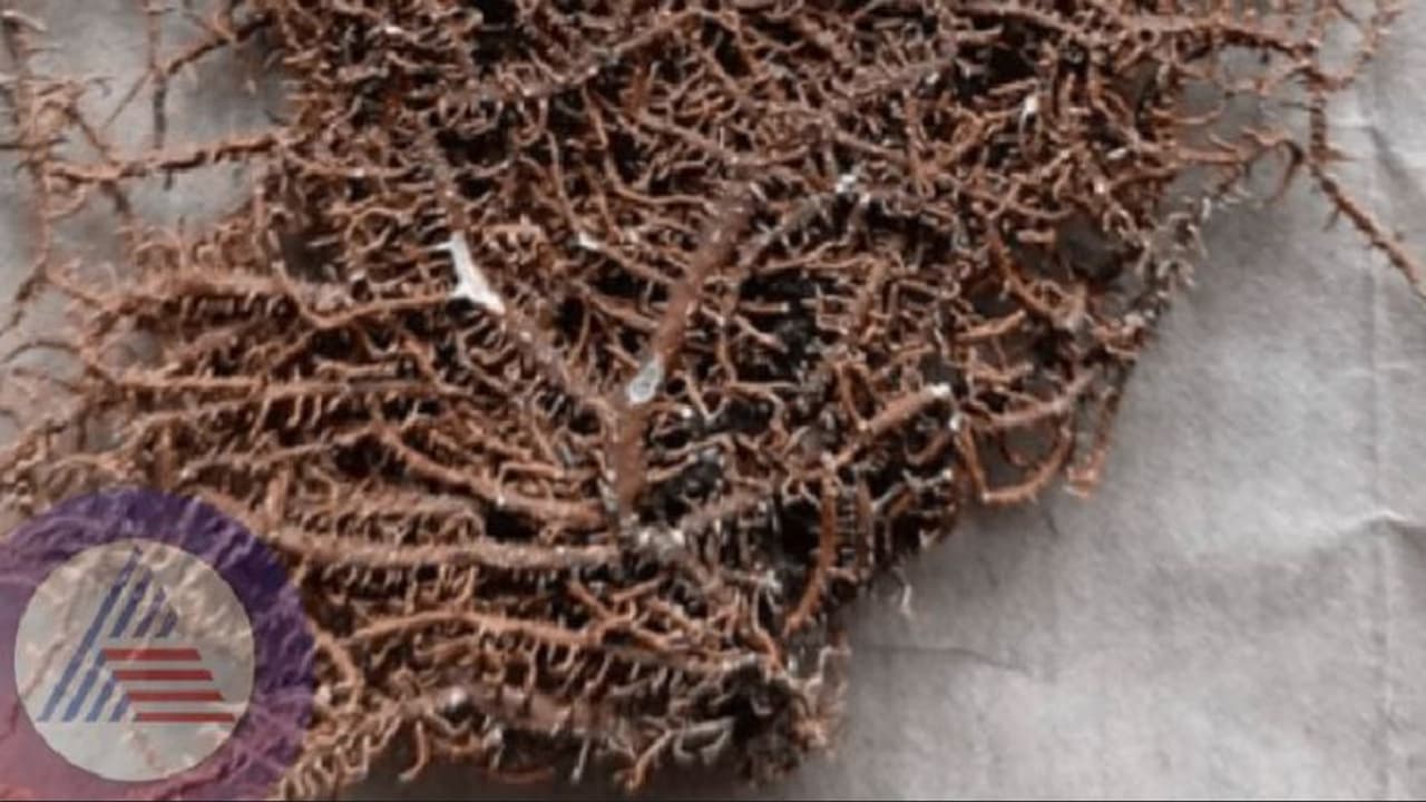 Usneya Hiruta: ‘ಉಸ್ನೆಯ ಹಿರುಟ’ ಅಪರೂಪದ ಕಲ್ಲು ಹೂ ಪ್ರಬೇಧ ಪತ್ತೆ! 