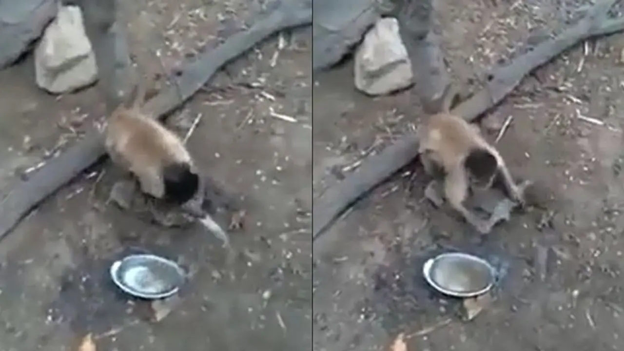 Viral Video: கத்தியை சாணை பிடிக்கும் ராமாயணக் குரங்கு! ஐபிஎஸ் அதிகாரி பகிர்ந்த வைரல் வீடியோ!