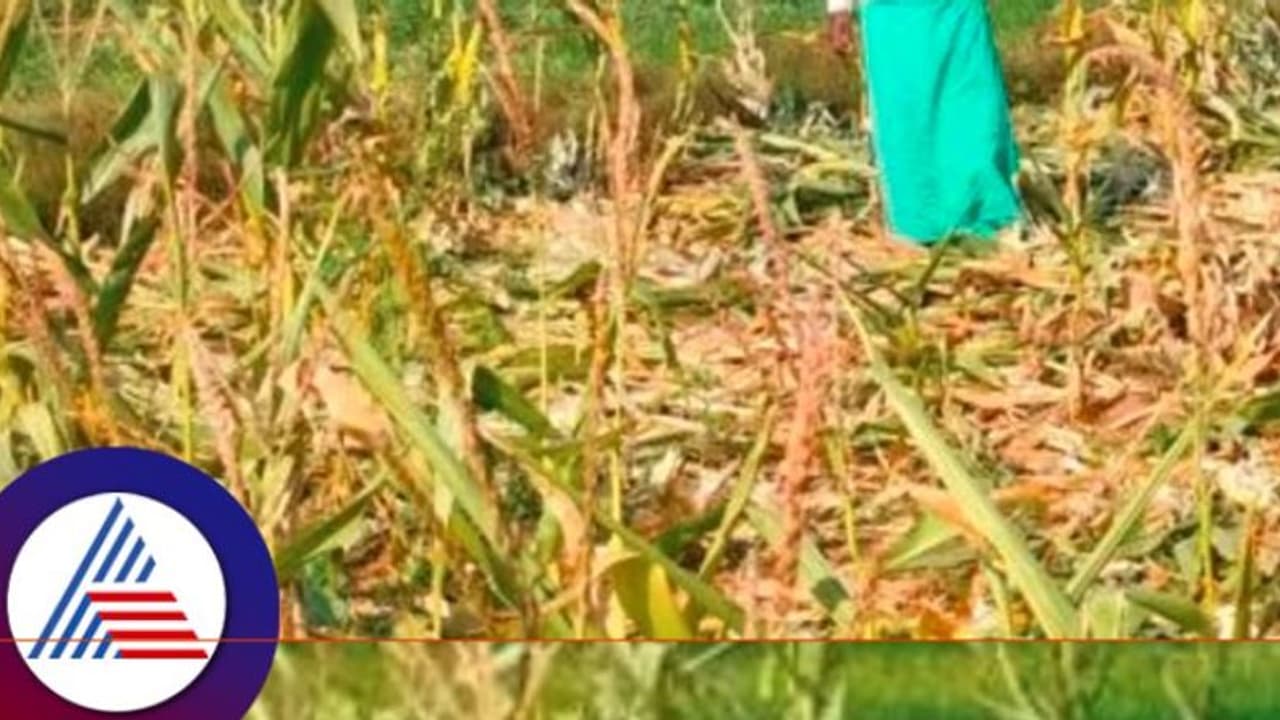 Wild Animal attack: ಕಾಡುಪ್ರಾಣಿಗಳ ದಾಳಿ: ಮೆಕ್ಕೆಜೋಳ ಬೆಳೆ ನಾಶ 