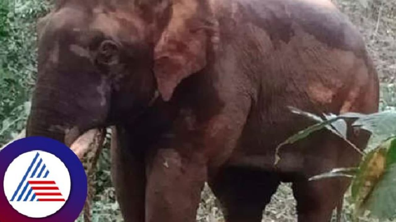 ಉಪ್ಪಿನಂಗಡಿ: ಇಬ್ಬರ ಬಲಿ ಪಡೆದ ಗಂಡು ಕಾಡಾನೆ ಕೊನೆಗೂ ಸೆರೆ ಉಪ್ಪಿನಂಗಡಿ: ಇಬ್ಬರ ಬಲಿ ಪಡೆದ ಗಂಡು ಕಾಡಾನೆ ಕೊನೆಗೂ ಸೆರೆ