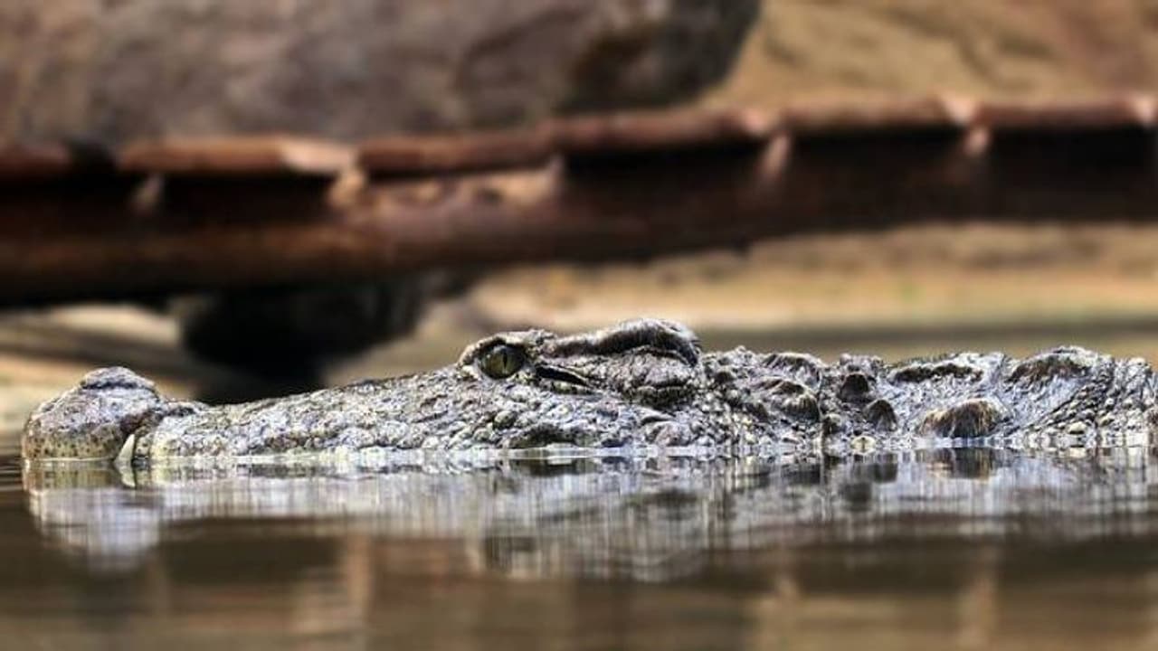 നായയെ രക്ഷിക്കാൻ ശ്രമിച്ചു, സ്ത്രീയെ വെള്ളത്തിലേക്ക് വലിച്ചിട്ട് ചീങ്കണ്ണി, ആക്രമണത്തിൽ കൊല്ലപ്പെട്ടു നായയെ രക്ഷിക്കാൻ ശ്രമിച്ചു, സ്ത്രീയെ വെള്ളത്തിലേക്ക് വലിച്ചിട്ട് ചീങ്കണ്ണി, ആക്രമണത്തിൽ കൊല്ലപ്പെട്ടു