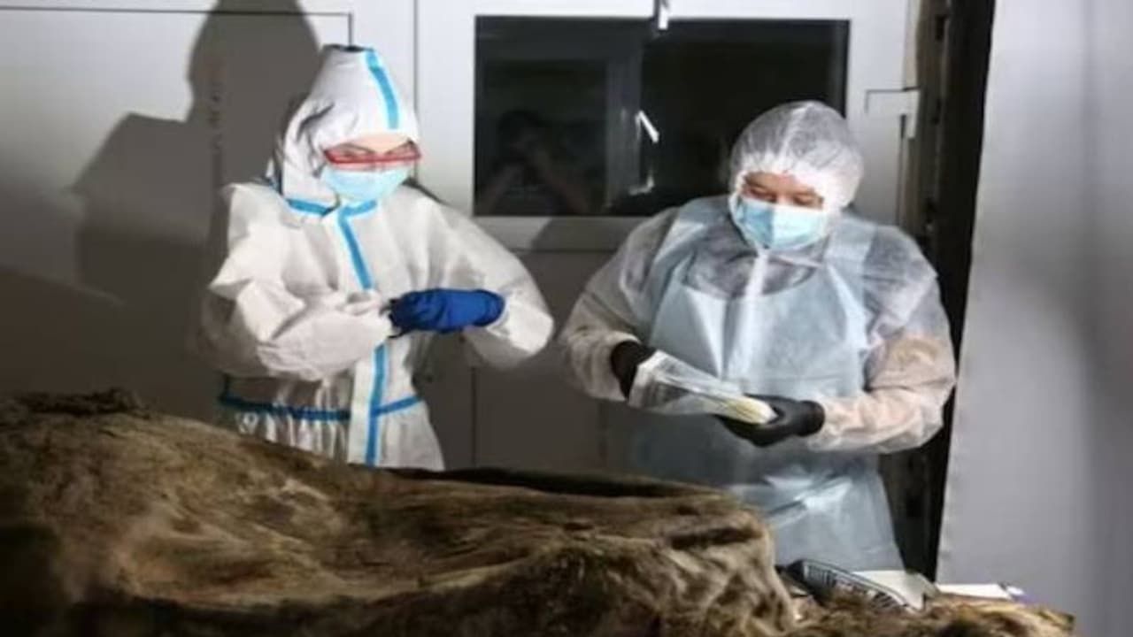 3500 വർഷം പഴക്കം, കരടിയുടെ തണുത്തുറഞ്ഞ ശവശരീരം കണ്ടെത്തി 3500 വർഷം പഴക്കം, കരടിയുടെ തണുത്തുറഞ്ഞ ശവശരീരം കണ്ടെത്തി