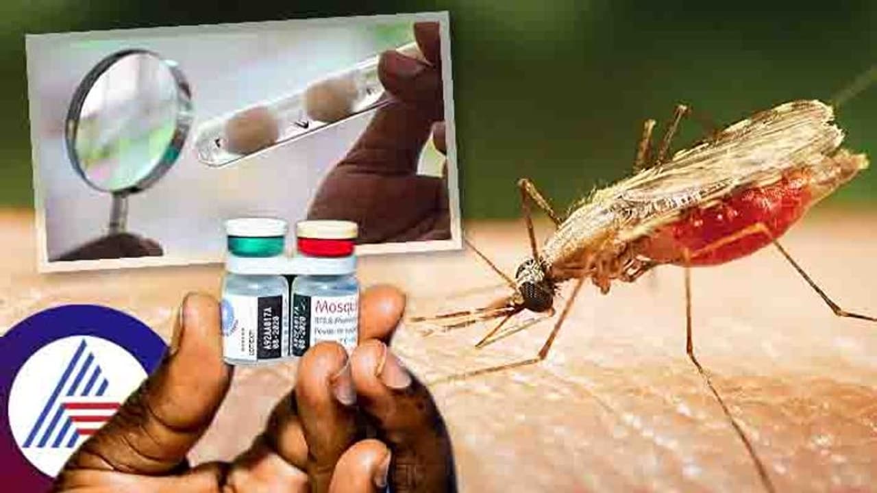 Malaria New Antifungal Drug: ಮಲೇರಿಯಾಕ್ಕೆ ಬಂತು ಹೊಸ ಔಷಧ, ಇನ್ನಾದ್ರೂ ಮಲೇರಿಯಾ ಕಾಟ ಕಡಿಮೆ ಆಗ್ಬೋದಾ? Malaria New Antifungal Drug: ಮಲೇರಿಯಾಕ್ಕೆ ಬಂತು ಹೊಸ ಔಷಧ, ಇನ್ನಾದ್ರೂ ಮಲೇರಿಯಾ ಕಾಟ ಕಡಿಮೆ ಆಗ್ಬೋದಾ?