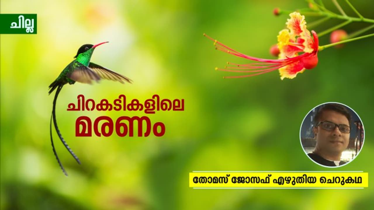 Malayalam Short Story: ചിറകടികളിലെ മരണം, തോമസ് ജോസഫ് എഴുതിയ ചെറുകഥ Malayalam Short Story: ചിറകടികളിലെ മരണം, തോമസ് ജോസഫ് എഴുതിയ ചെറുകഥ