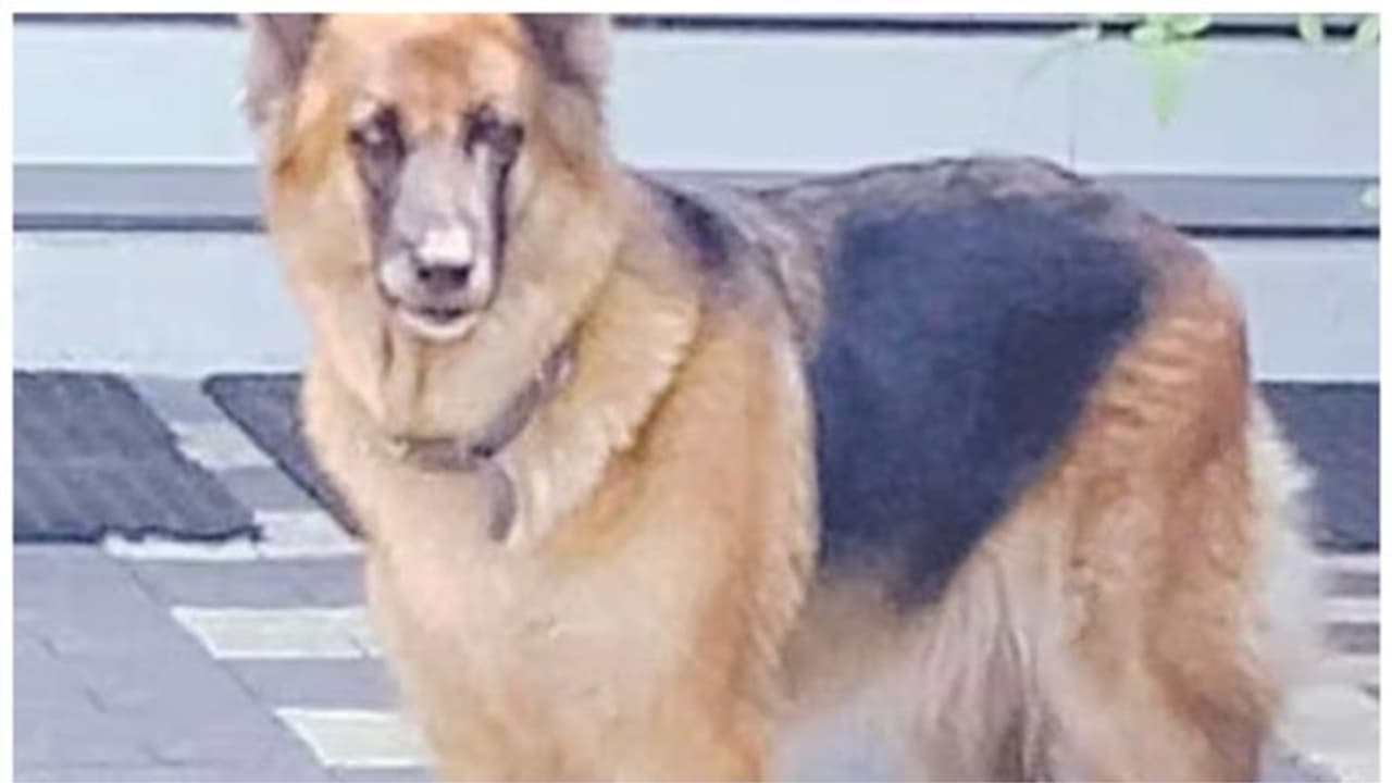 പൂച്ച മാന്തിയെന്ന് കരുതി വീട്ടമ്മ; കടിച്ചത് മൂർഖനാണെന്ന് അറിയിച്ചത് വളർത്തുനായ ജൂലി പൂച്ച മാന്തിയെന്ന് കരുതി വീട്ടമ്മ; കടിച്ചത് മൂർഖനാണെന്ന് അറിയിച്ചത് വളർത്തുനായ ജൂലി