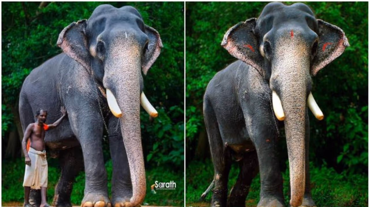 എഴുന്നള്ളത്തുകളിലെ തലപ്പൊക്കം ഇനി ഓർമ; ചെർപ്പുളശ്ശേരി അയ്യപ്പൻ ചരിഞ്ഞു