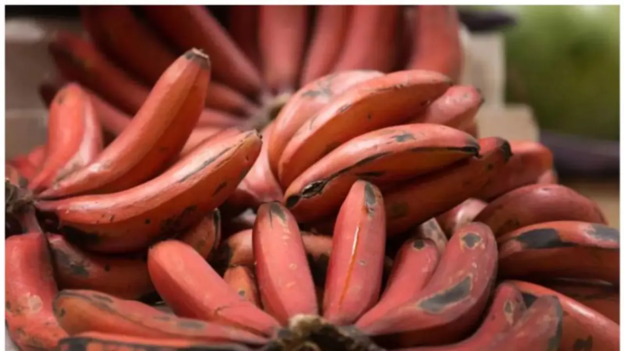 ఎర్ర అరటిపండు ఆరోగ్య ప్రయోజనాలు కనుక తెలిస్తే ఆశ్చర్య పోవాల్సిందే?