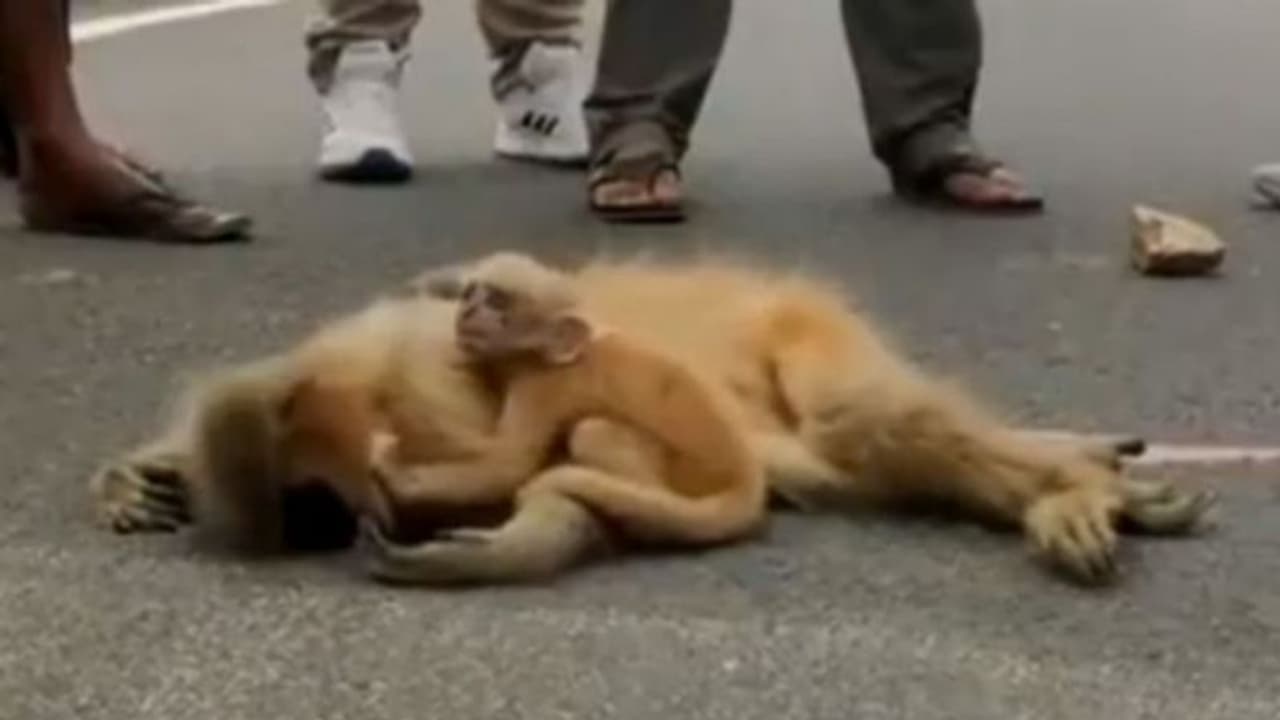 വാഹനമിടിച്ചു ജീവനറ്റ അമ്മയുടെ നെഞ്ചോടുചേർന്നു കരയുന്ന കുട്ടിക്കുരങ്ങൻ; വീഡിയോ