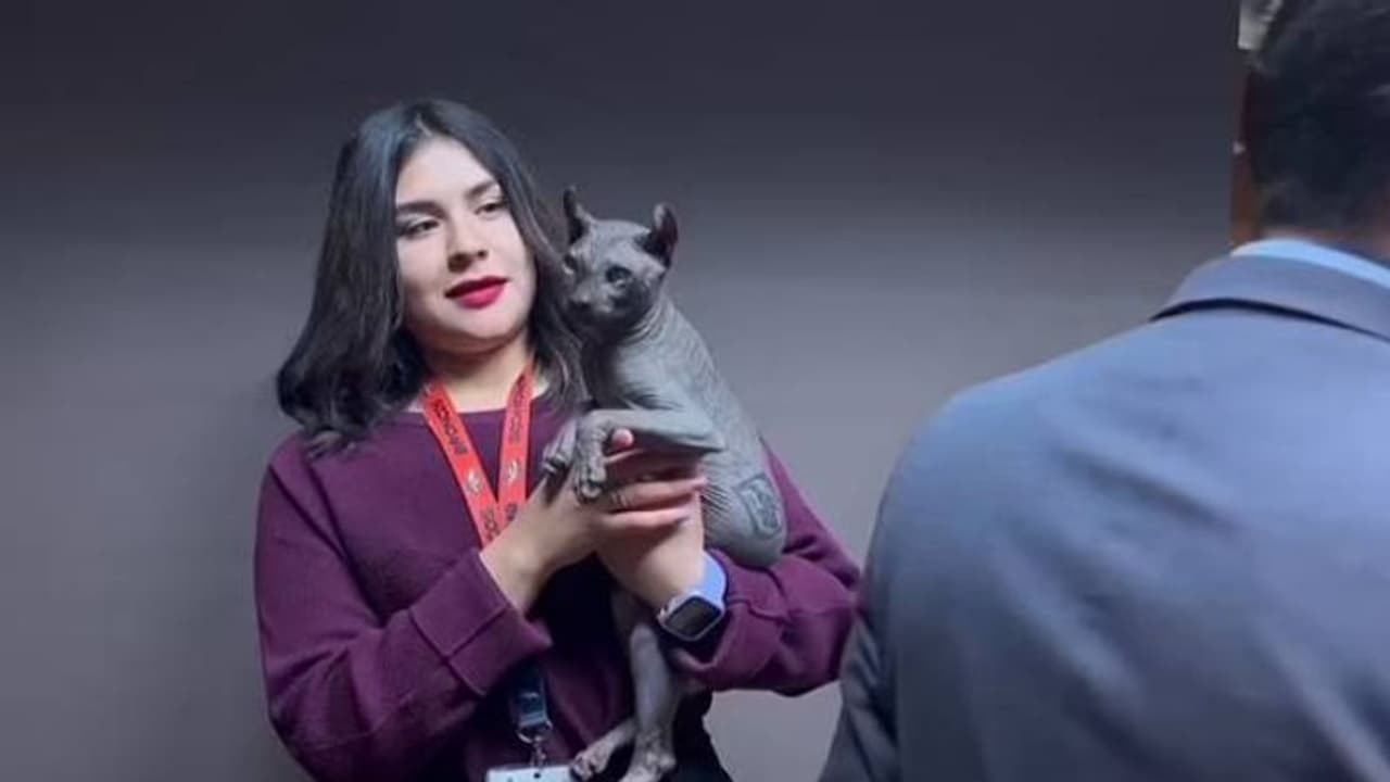 ദേഹത്താകെ ടാറ്റൂവുമായി പൂച്ച, ക്രിമിനൽ സംഘത്തിന്റെ കയ്യിലുണ്ടായിരുന്ന പൂച്ചയെ രക്ഷപ്പെടുത്തി... 