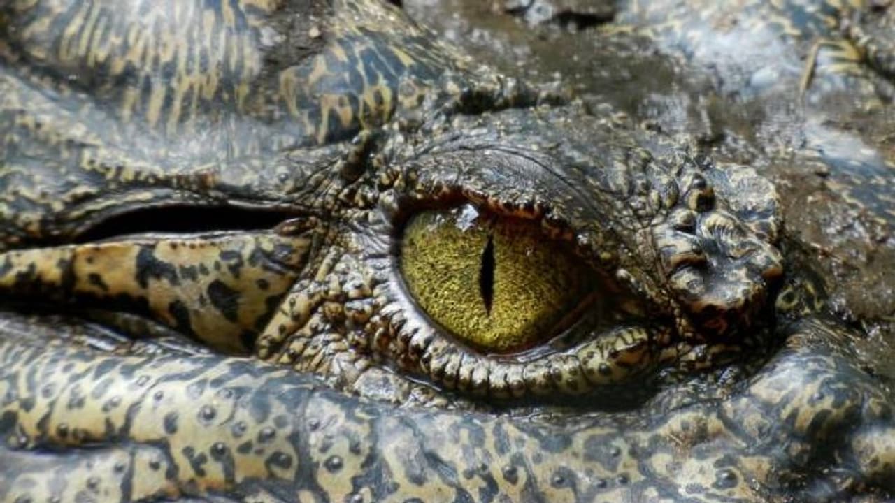 മുതലയുടെ വായിൽ തലയിട്ട് മൃഗശാല സൂക്ഷിപ്പുകാരൻ; പിന്നീട് സംഭവിച്ചത് ഇങ്ങനെ