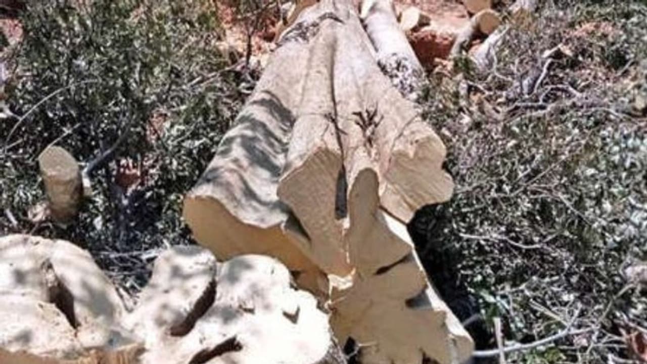 പഞ്ചായത്തിന്റെ സ്ഥലത്തെ പതിനായിരങ്ങൾ വിലയുള്ള മരങ്ങൾ മുറിച്ചുകൊണ്ടുപോകാൻ ശ്രമം, നാട്ടുകാര്‍ തടഞ്ഞു