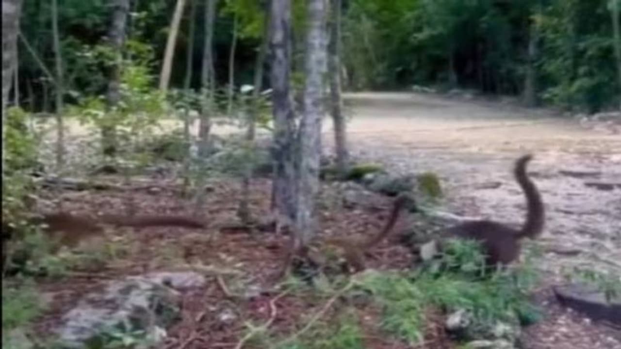 കാട്ടിലൂടെ ഓടിനടക്കുന്ന 'ദിനോസർ കുഞ്ഞുങ്ങൾ'; സോഷ്യൽ മീഡിയയിൽ ഭീതി പടർത്തിയ വീഡിയോ