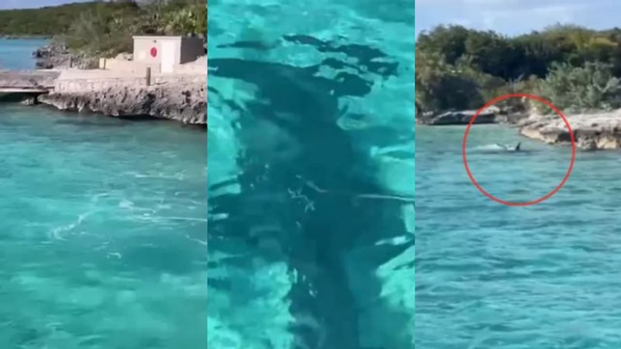 വെള്ളത്തിലേയ്ക്ക് ചാടി വമ്പൻ സ്രാവിനെ ആക്രമിക്കുന്ന നായ; വൈറലായി വീഡിയോ