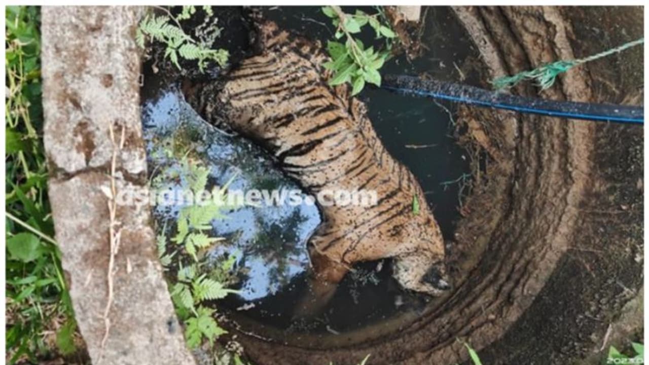 വയനാട്ടിൽ കടുവ കിണറിനുള്ളിൽ ചത്ത നിലയിൽ വയനാട്ടിൽ കടുവ കിണറിനുള്ളിൽ ചത്ത നിലയിൽ